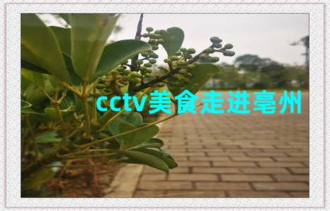 cctv美食走进亳州